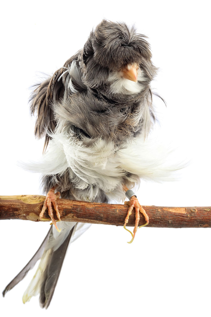 Tier Fotografie von einem grauen Kanarienvogel auf einem Ast mit wildem Gefieder im Hochformat. Fotokunst und Bilder online kaufen. Wandbild hinter Acrylglas oder als Poster