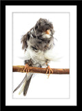 Tier Fotografie von einem grauen Kanarienvogel auf einem Ast mit wildem Gefieder im Hochformat. Fotokunst und Bilder online kaufen. Wandbild im Rahmen