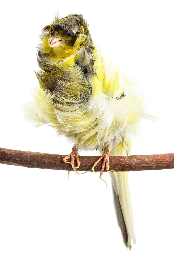 Tier Fotografie von einem gelben Kanarienvogel auf einem Ast mit wildem Gefieder im Hochformat. Fotokunst und Bilder online kaufen. Wandbild hinter Acrylglas oder als Poster