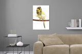Aufgehängte Tier Fotografie von einem gelben Kanarienvogel auf einem Ast mit wildem Gefieder im Hochformat. Fotokunst und Bilder online kaufen. Wandbild hinter Acrylglas oder als Poster
