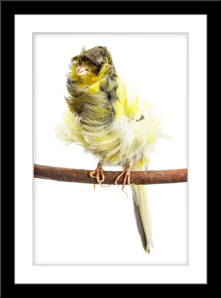 Tier Fotografie von einem gelben Kanarienvogel auf einem Ast mit wildem Gefieder im Hochformat. Fotokunst und Bilder online kaufen. Wandbild im Rahmen