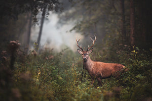 Tier Natur Fotografie von einem Hirsch mit Geweih im Wald. Fotokunst und Bilder online kaufen. Wandbild hinter Acrylglas oder als Poster