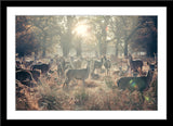 Tier Natur Fotografie von einer Herde Rehe auf einer Wiese mit Bäumen. Fotokunst und Bilder online kaufen. Wandbild im Rahmen