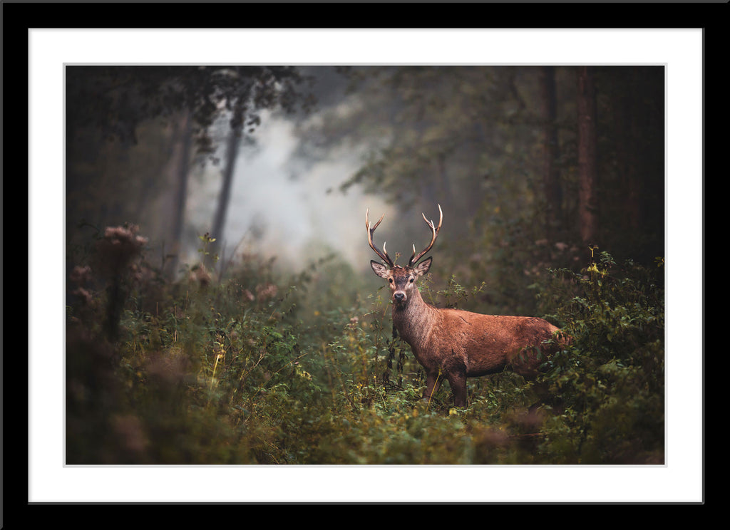 Tier Natur Fotografie von einem Hirsch mit Geweih im Wald. Fotokunst und Bilder online kaufen. Wandbild im Rahmen