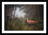 Tier Natur Fotografie von einem Hirsch mit Geweih im Wald. Fotokunst und Bilder online kaufen. Wandbild im Rahmen