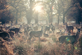 Tier Natur Fotografie von einer Herde Rehe auf einer Wiese mit Bäumen. Fotokunst und Bilder online kaufen. Wandbild hinter Acrylglas oder als Poster