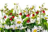 Natur Blumen Fotografie von Kamillen Blüten und wilden Erdbeeren. Fotokunst und Bilder online kaufen. Wandbild hinter Acrylglas oder als Poster
