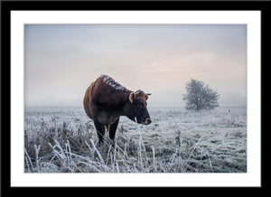 Tier Fotografie von einer Kuh im Winter auf einem gefrorenen Feld. Fotokunst und Bilder online kaufen. Wandbild im Rahmen