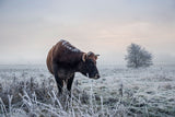 Tier Fotografie von einer Kuh im Winter auf einem gefrorenen Feld. Fotokunst und Bilder online kaufen. Wandbild hinter Acrylglas oder als Poster