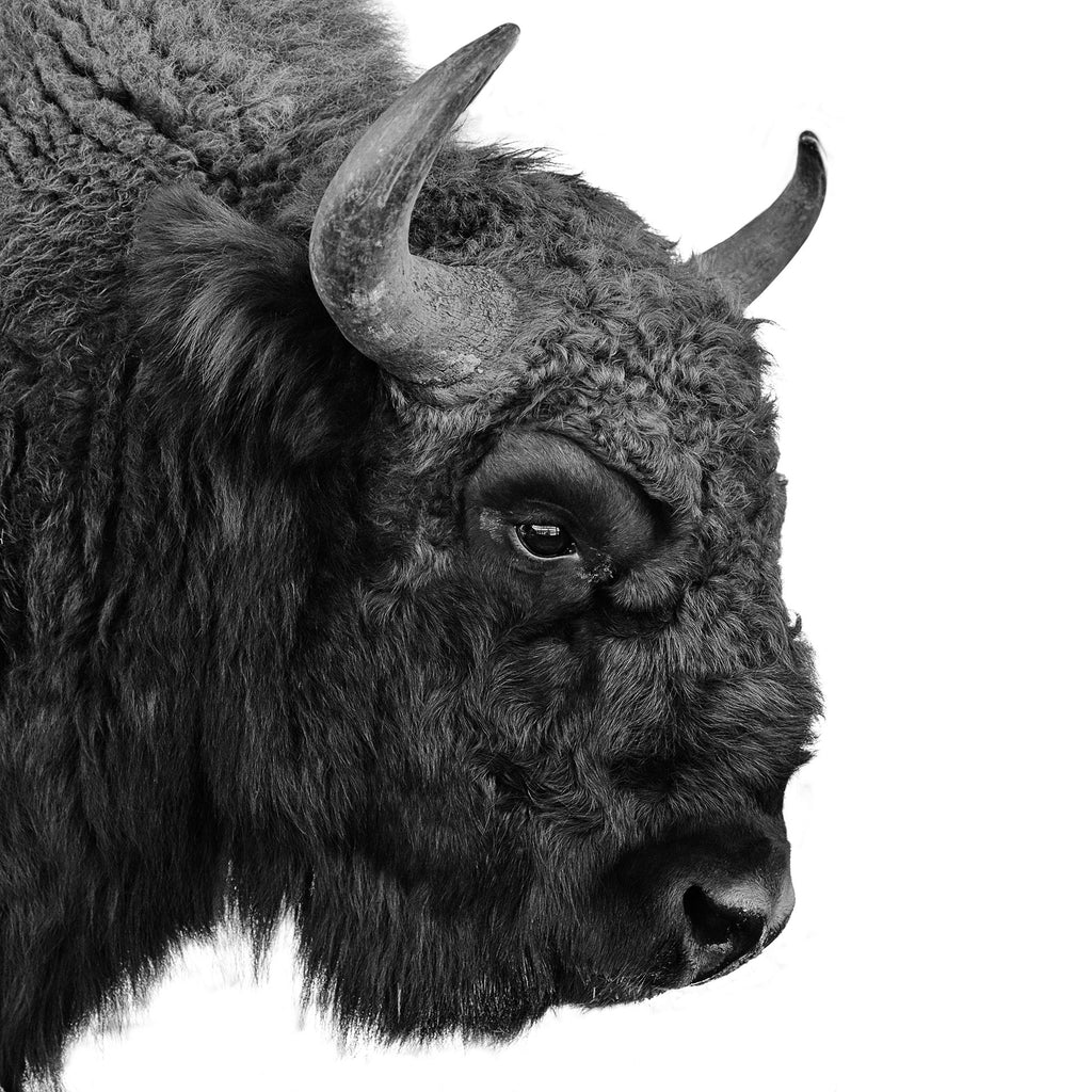 Schwarz-Weiß Tier Fotografie von einem Wisent Bison Kopf im quadratischen Format. Fotokunst und Bilder online kaufen. Wandbild hinter Acrylglas oder als Poster
