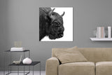 Aufgehängte Schwarz-Weiß Tier Fotografie von einem Wisent Bison Kopf im quadratischen Format. Fotokunst und Bilder online kaufen. Wandbild hinter Acrylglas oder als Poster