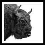 Schwarz-Weiß Tier Fotografie von einem Wisent Bison Kopf im quadratischen Format. Fotokunst und Bilder online kaufen. Wandbild im Rahmen