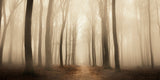 Natur Landschafts Fotografie von einem nebligen Wald im Herbst im Panorama Format. Fotokunst und Bilder online kaufen. Wandbild hinter Acrylglas oder als Poster