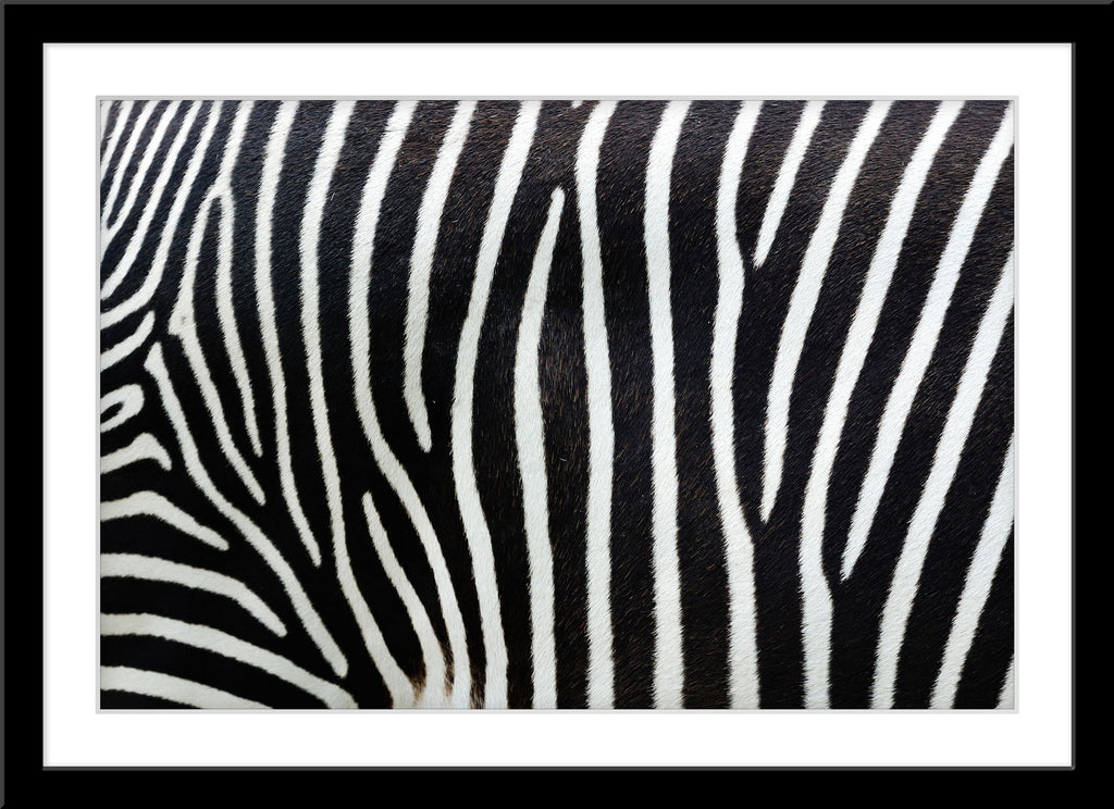 Schwarz-Weiß Tier Fotografie von einem Zebra Fell Muster. Fotokunst und Bilder online kaufen. Wandbild im Rahmen