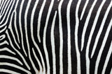 Schwarz-Weiß Tier Fotografie von einem Zebra Fell Muster. Fotokunst und Bilder online kaufen. Wandbild hinter Acrylglas oder als Poster