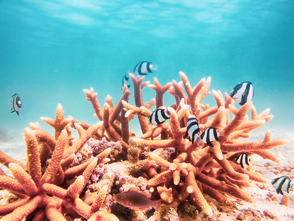 Unterwasser Tier Fotografie von Fischen und Korallen. Fotokunst und Bilder online kaufen. Wandbild hinter Acrylglas oder als Poster