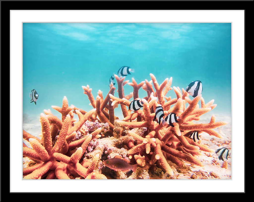 Unterwasser Tier Fotografie von Fischen und Korallen. Fotokunst und Bilder online kaufen. Wandbild im Rahmen