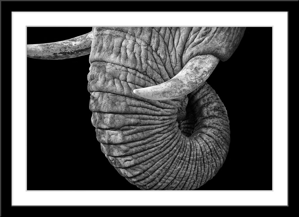 Schwarz-Weiß Tier Fotografie von einem Elefanten Rüssel mit Stoßzähnen vor schwarzem Hintergrund. Fotokunst und Bilder online kaufen. Wandbild im Rahmen