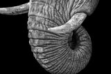 Schwarz-Weiß Tier Fotografie von einem Elefanten Rüssel mit Stoßzähnen vor schwarzem Hintergrund. Fotokunst und Bilder online kaufen. Wandbild hinter Acrylglas oder als Poster