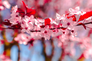 Natur Fotografie von rot weißen Blüten an einem Baum. Fotokunst und Bilder online kaufen. Wandbild hinter Acrylglas oder als Poster