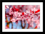 Natur Fotografie von rot weißen Blüten an einem Baum. Fotokunst und Bilder online kaufen. Wandbild im Rahmen