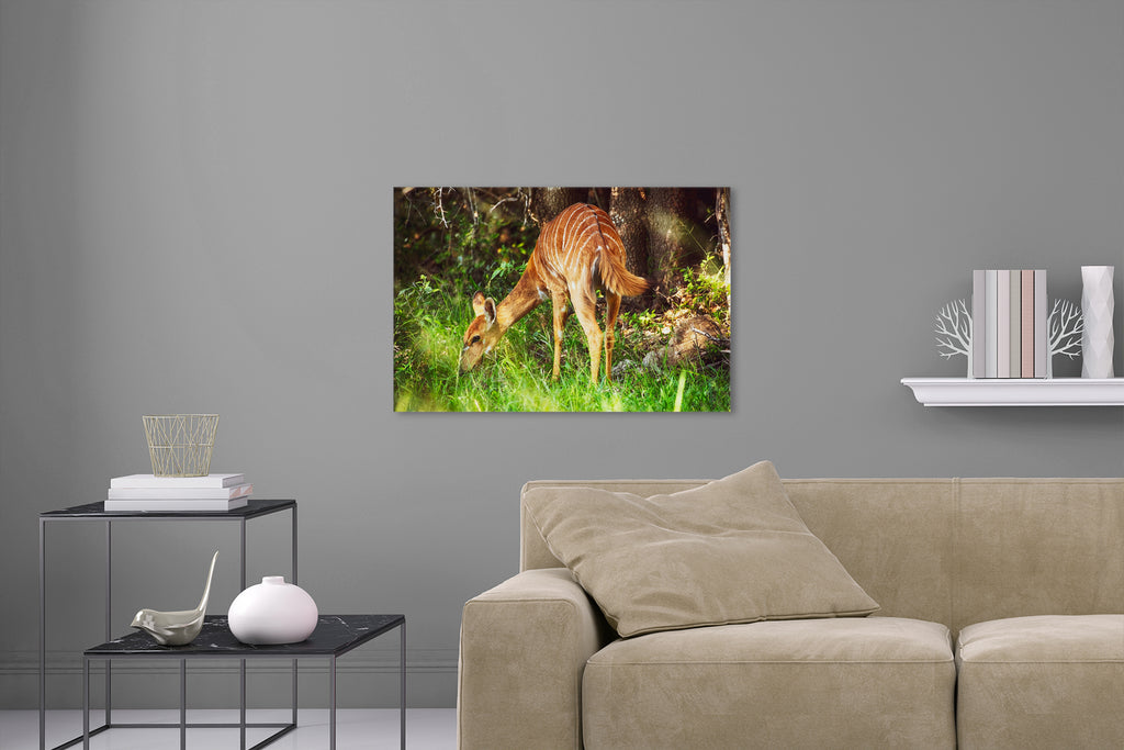 Aufgehängte Tier Fotografie von einer Tragepalphus Antilope im Wald. Fotokunst und Bilder online kaufen. Wandbild hinter Acrylglas oder als Poster