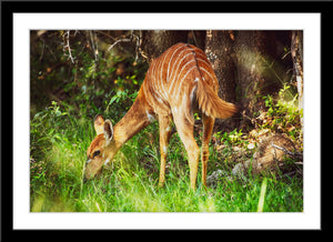 Tier Fotografie von einer Tragepalphus Antilope im Wald. Fotokunst und Bilder online kaufen. Wandbild im Rahmen
