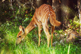 Tier Fotografie von einer Tragepalphus Antilope im Wald. Fotokunst und Bilder online kaufen. Wandbild hinter Acrylglas oder als Poster